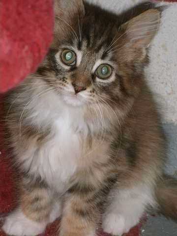 Maine Coon Mädchen - dreifarbig